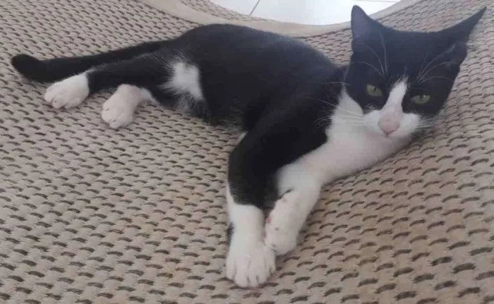 Gato ra a Misto  idade 2 a 6 meses nome Apolo