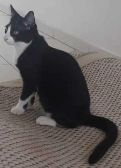 Gato ra a Misto  idade 2 a 6 meses nome Apolo