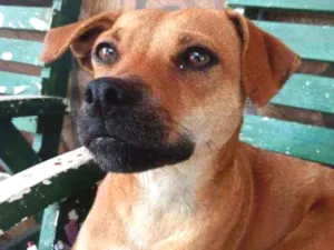 Cachorro raça SRD  idade 2 anos nome Fifa