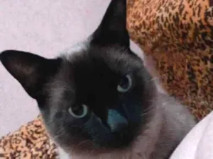 Gato raça Siamês idade 3 anos nome Paçoquinha