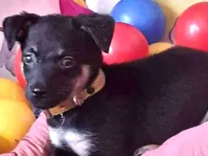 Cachorro raça Mistura de pinscher e vira-lat idade 2 a 6 meses nome BUBA