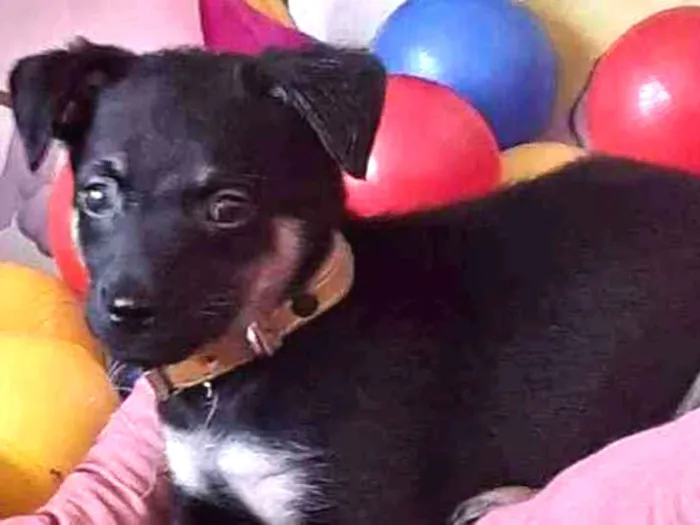 Cachorro ra a Mistura de pinscher e vira-lat idade 2 a 6 meses nome BUBA