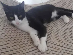 Gato raça Misto  idade 2 a 6 meses nome Apolo