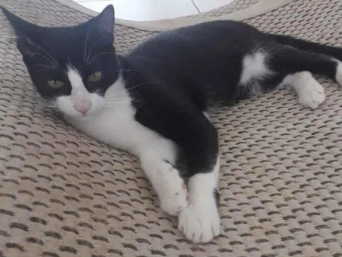 Gato ra a Misto  idade 2 a 6 meses nome Apolo