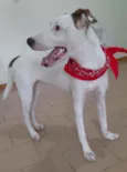 Apolo