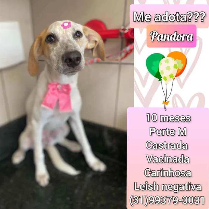 Cachorro raça SRD idade 7 a 11 meses nome Pandora