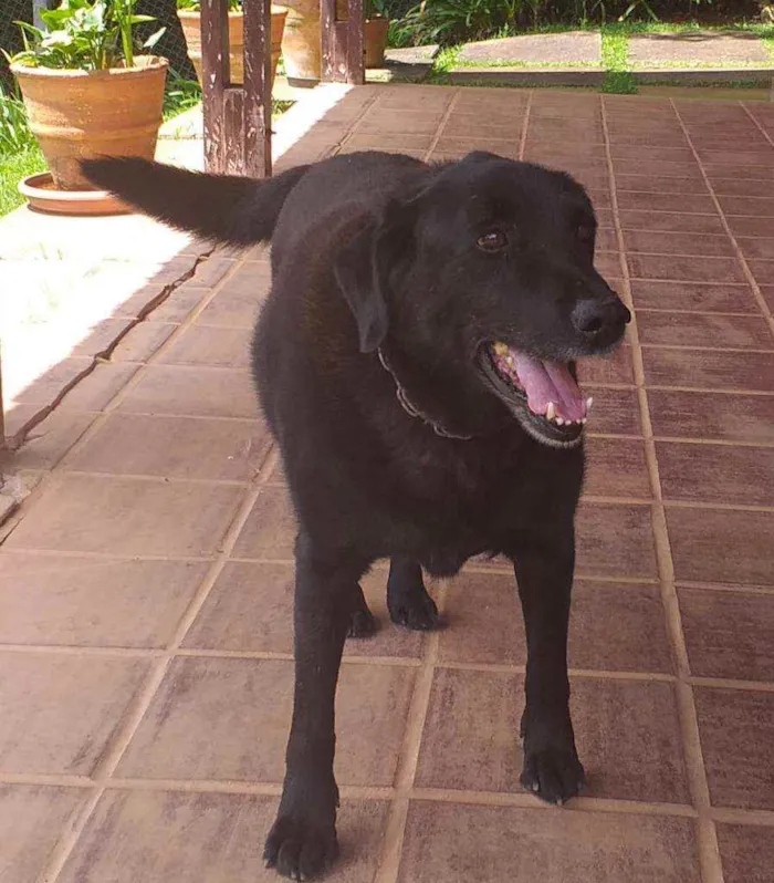 Cachorro ra a Labrador  idade 6 ou mais anos nome Tripé 