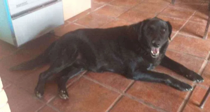 Cachorro ra a Labrador  idade 6 ou mais anos nome Tripé 