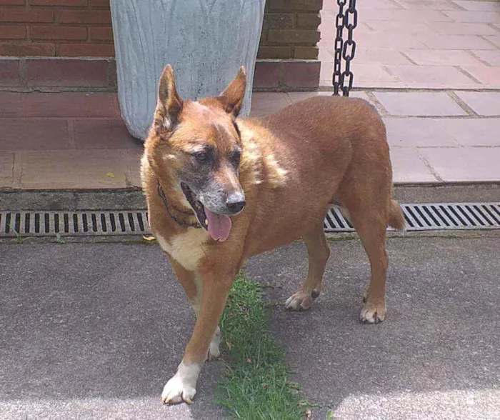 Cachorro ra a Policial idade 6 ou mais anos nome Toddy