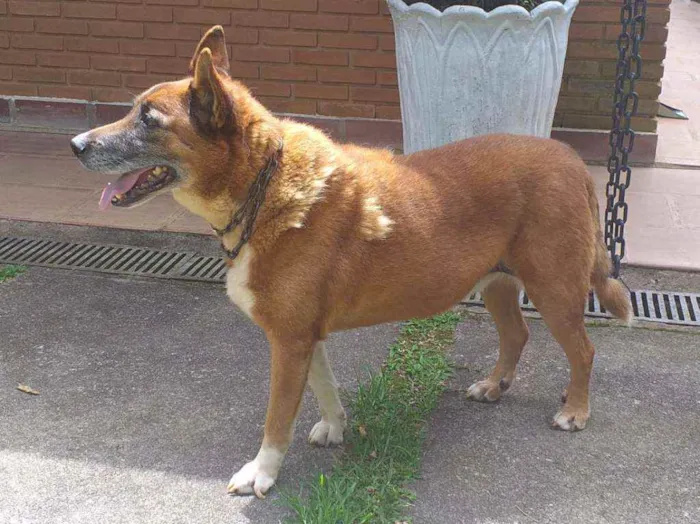 Cachorro ra a Policial idade 6 ou mais anos nome Toddy