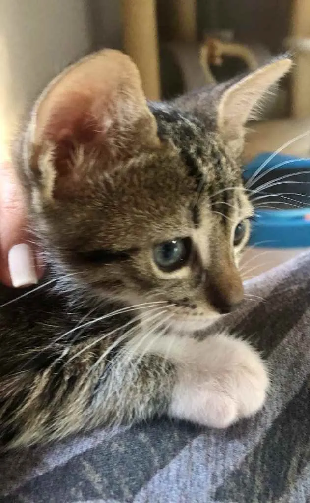 Gato ra a Srd idade Abaixo de 2 meses nome Marcelina