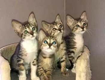 Gato ra a Srd idade Abaixo de 2 meses nome Marcelina