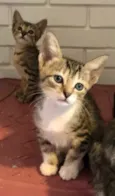 Marcelina