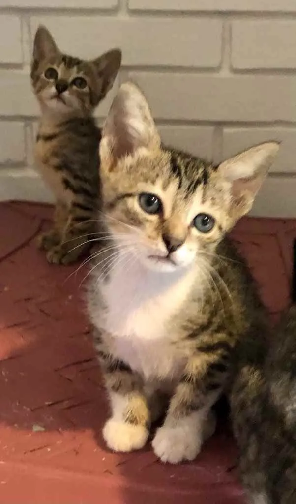 Gato ra a Srd idade Abaixo de 2 meses nome Marcelina