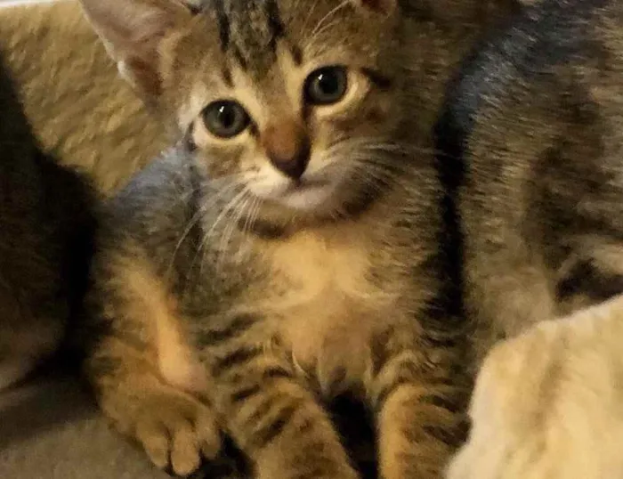 Gato ra a Srd idade Abaixo de 2 meses nome Eva e Olívia 