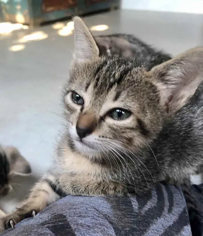 Gato ra a Srd idade Abaixo de 2 meses nome Eva e Olívia 