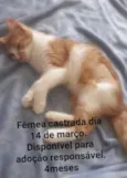 Laranjinhas