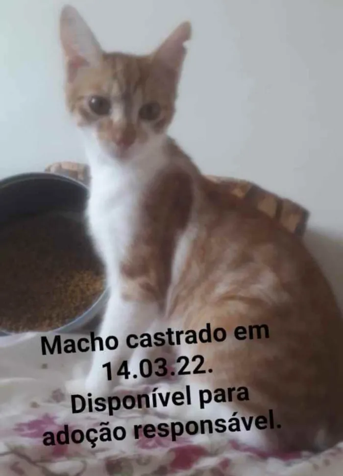 Gato ra a SRD  idade 2 a 6 meses nome Laranjinhas 