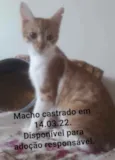 Laranjinhas
