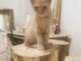 Laranjinhas