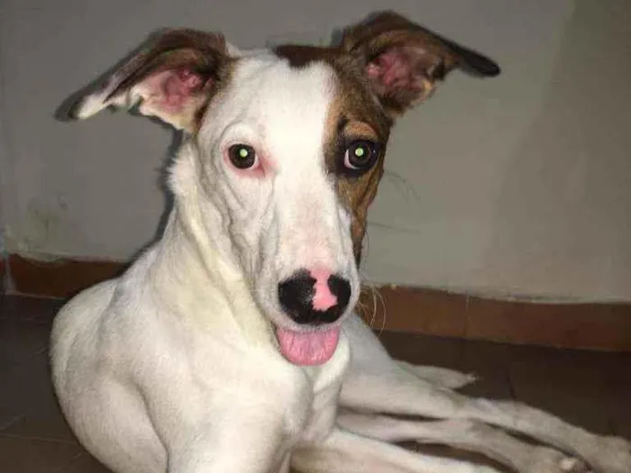 Cachorro ra a Srd  idade 7 a 11 meses nome Apolo