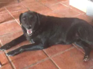 Cachorro raça Labrador  idade 6 ou mais anos nome Tripé 