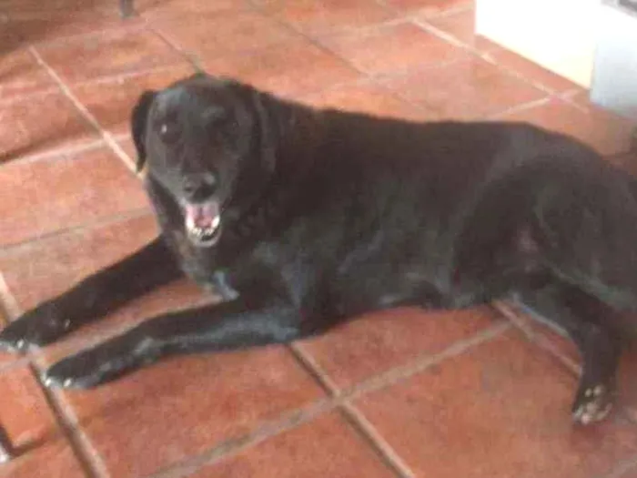 Cachorro ra a Labrador  idade 6 ou mais anos nome Tripé 