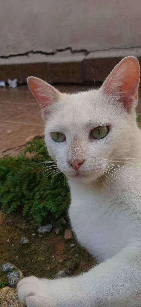 Gato raça SRD  idade 2 anos nome Mily 