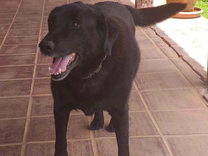 Cachorro ra a Labrador  idade 6 ou mais anos nome Tripé 