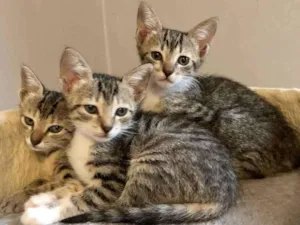 Gato raça Srd idade Abaixo de 2 meses nome Marcelina