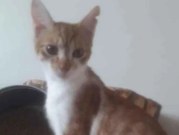 Gato ra a SRD  idade 2 a 6 meses nome Laranjinhas 