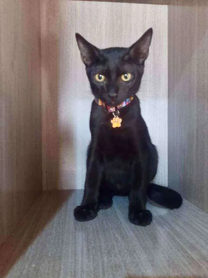 Gato raça SRD  idade 2 a 6 meses nome Jony 