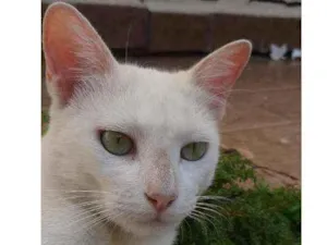 Gato raça SRD  idade 2 anos nome Mily 