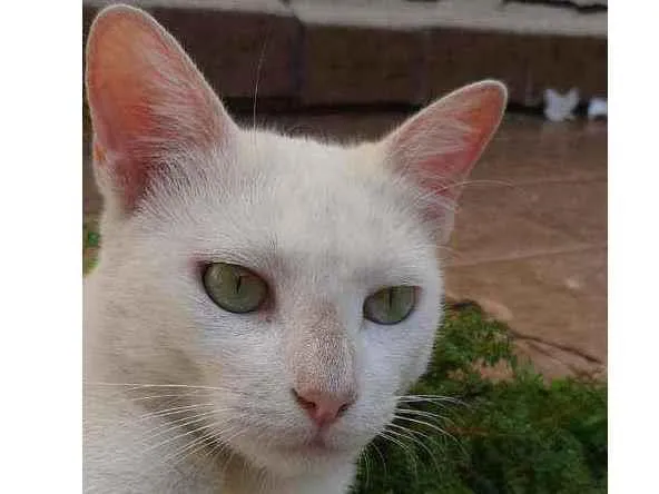 Gato raça SRD  idade 2 anos nome Mily 