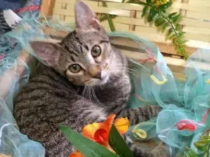 Gato raça SRD  idade 2 a 6 meses nome Adão 