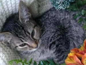 Gato raça SRD  idade 2 a 6 meses nome Eva 
