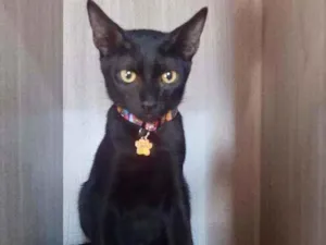 Gato raça SRD  idade 2 a 6 meses nome Jony 