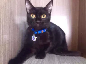 Gato raça SRD  idade 2 a 6 meses nome Figo