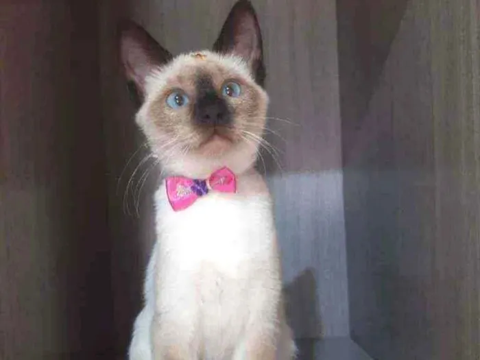 Gato raça SRD  idade 2 a 6 meses nome Manu 