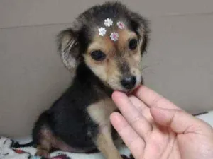 Cachorro raça SRD  idade 2 a 6 meses nome July