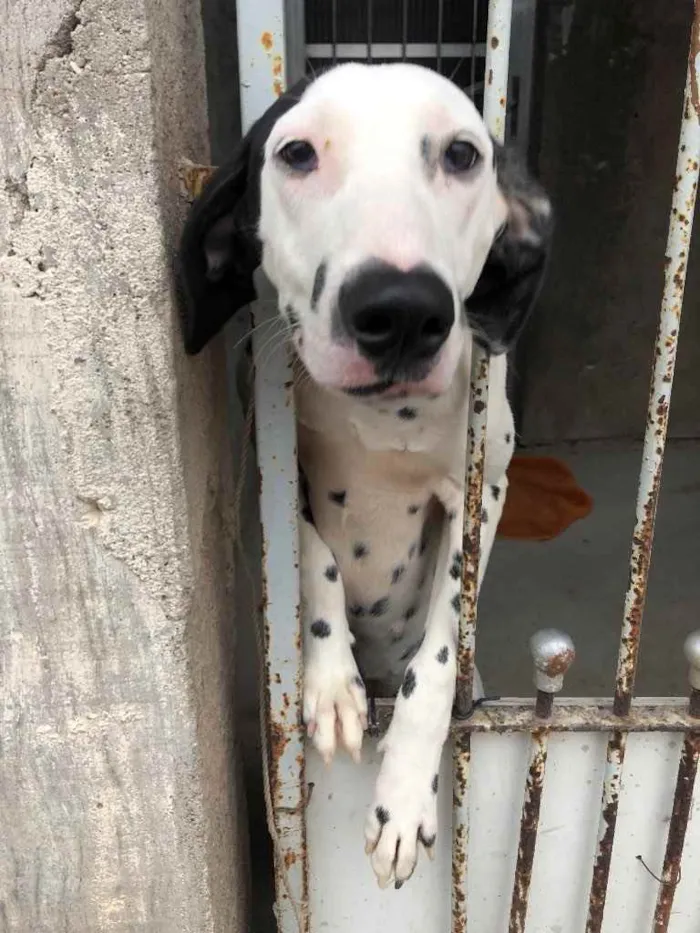 Cachorro raça Dalmata idade 2 a 6 meses nome Sem nome 
