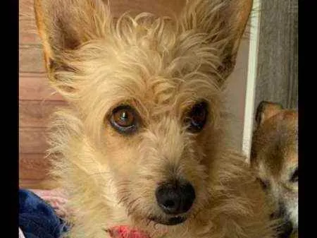 Cachorro ra a Srd idade 2 anos nome Bebê 