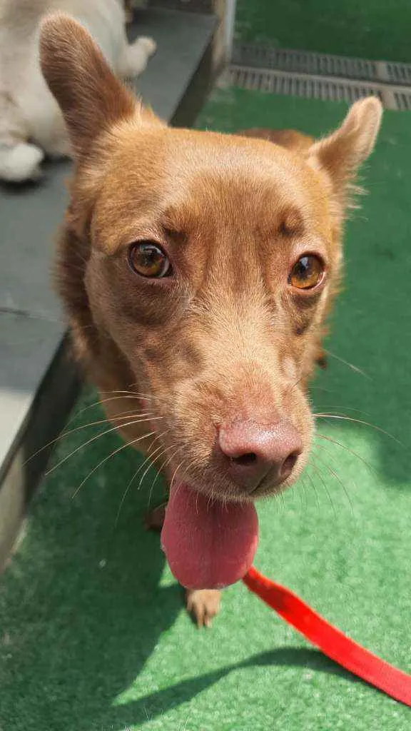 Cachorro raça SRD idade 2 anos nome Milly