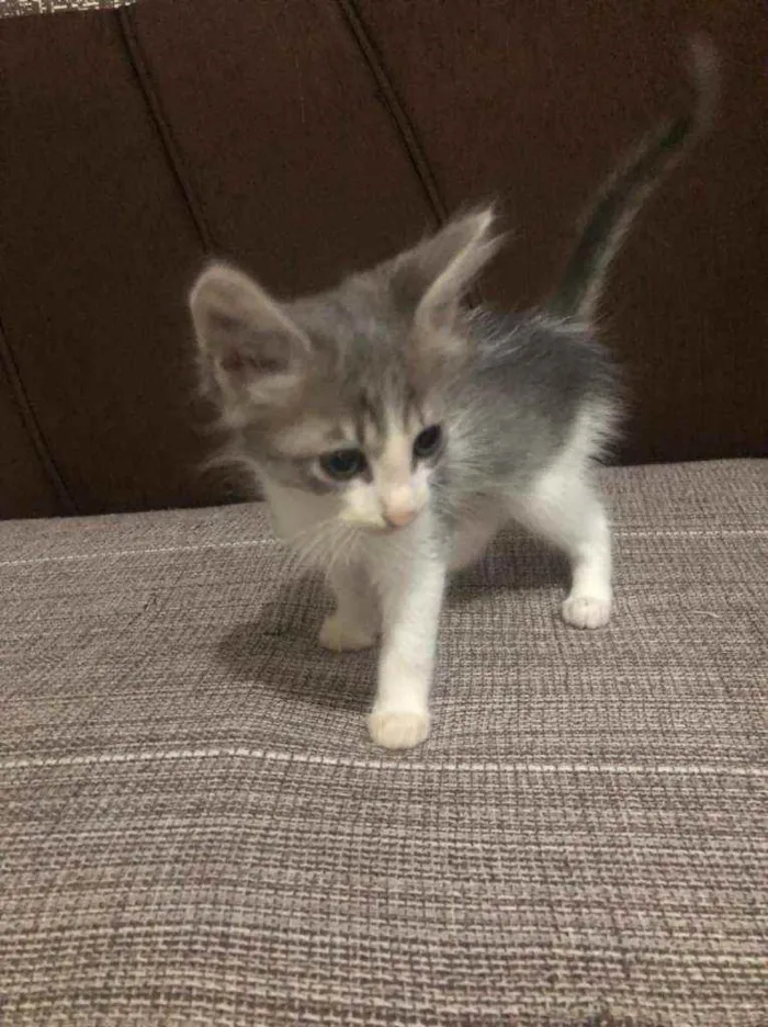 Gato ra a  idade 2 a 6 meses nome Sem nome