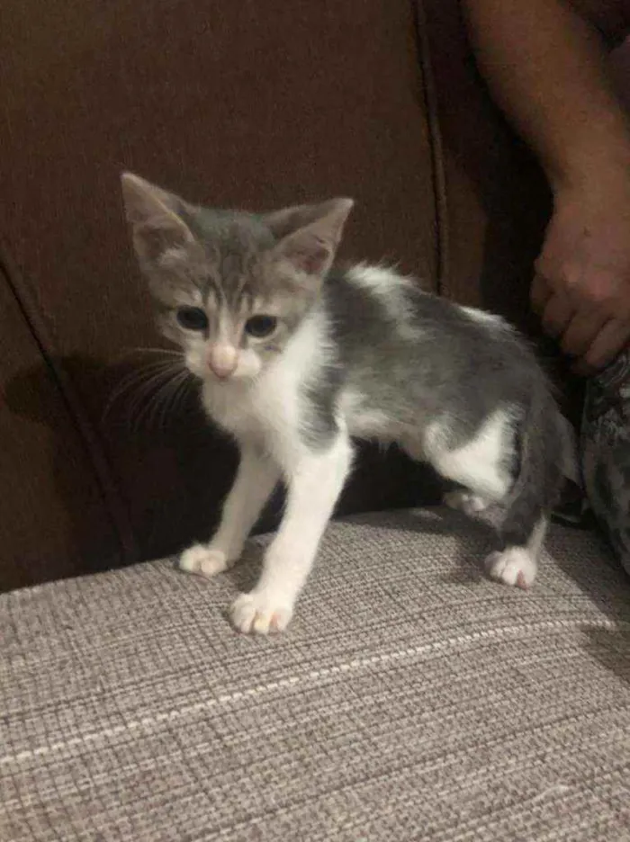 Gato ra a  idade 2 a 6 meses nome Sem nome 
