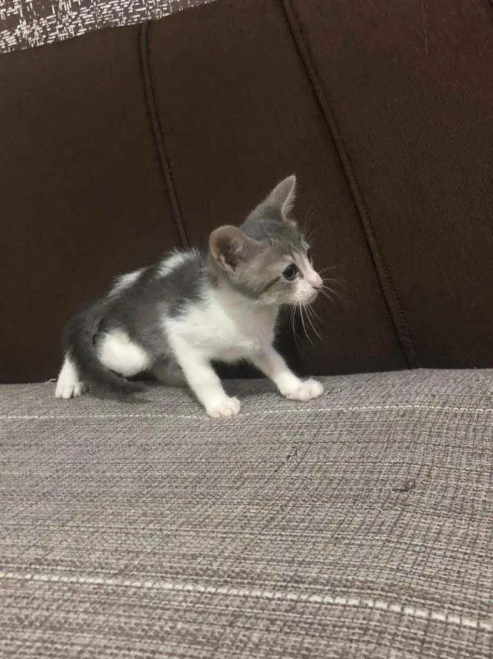 Gato ra a  idade 2 a 6 meses nome Sem nome 