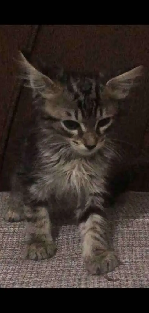Gato ra a  idade 2 a 6 meses nome Sem nome