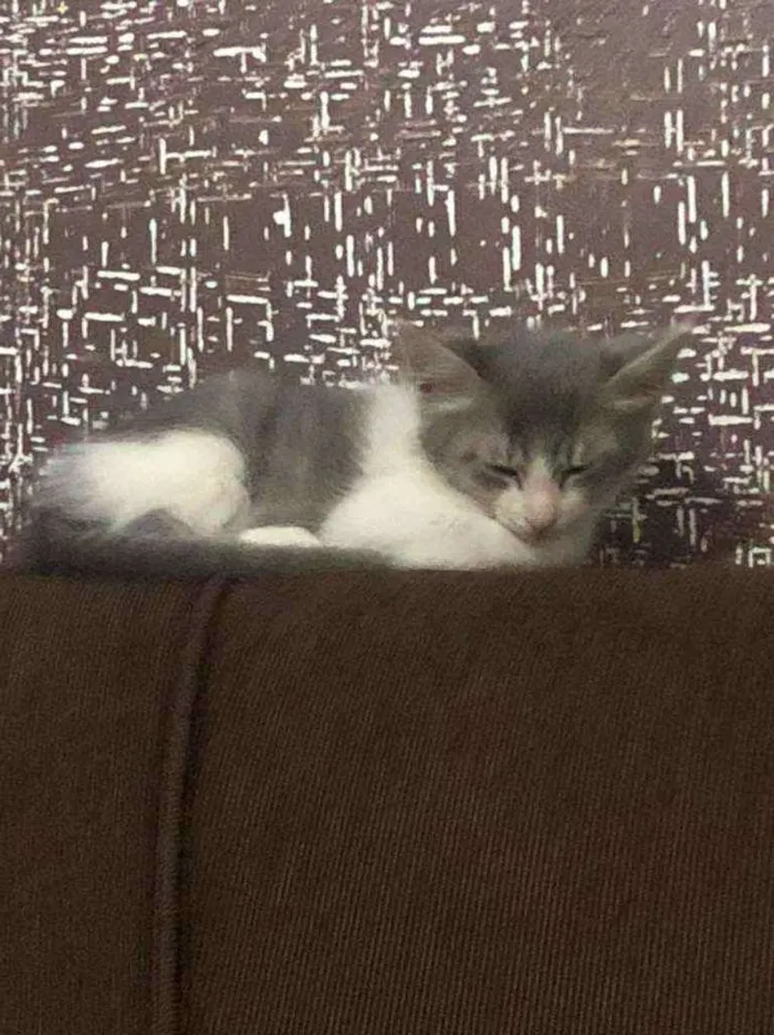 Gato ra a  idade 2 a 6 meses nome Sem nome