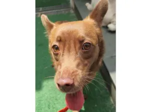 Cachorro raça SRD idade 2 anos nome Milly