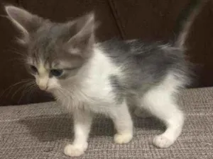 Gato raça  idade 2 a 6 meses nome Sem nome